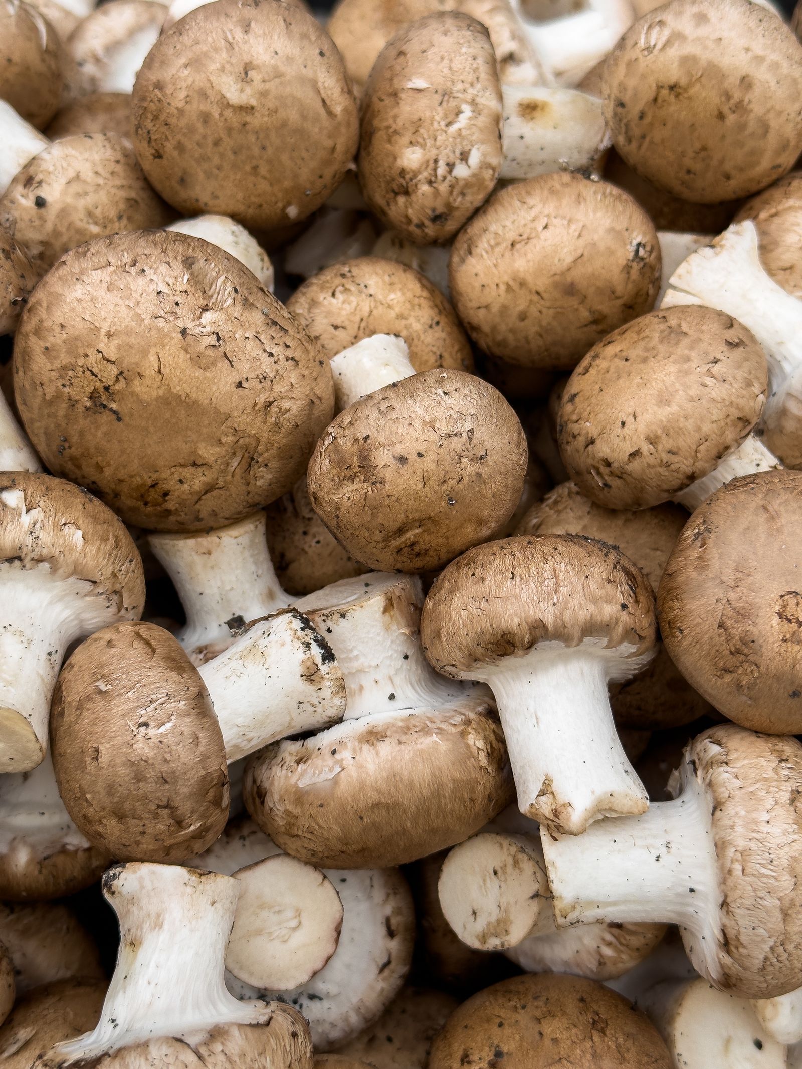 Funghi freschi, fonte naturale di ergosterolo (provitamina D2)