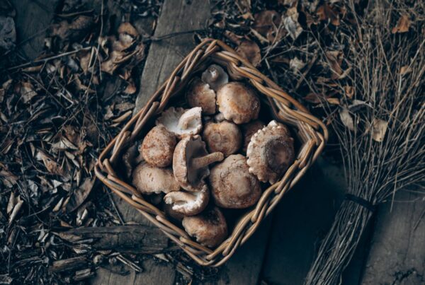 Funghi shiitake freschi raccolti in un cesto, fonte alimentare di ergotioneina