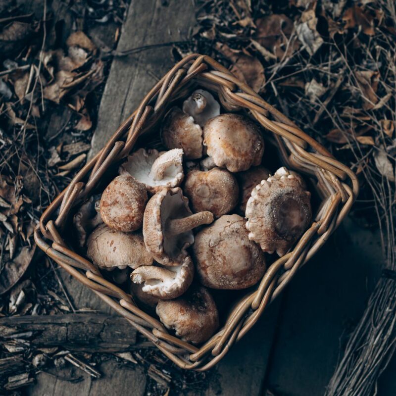 Funghi shiitake freschi raccolti in un cesto, fonte alimentare di ergotioneina