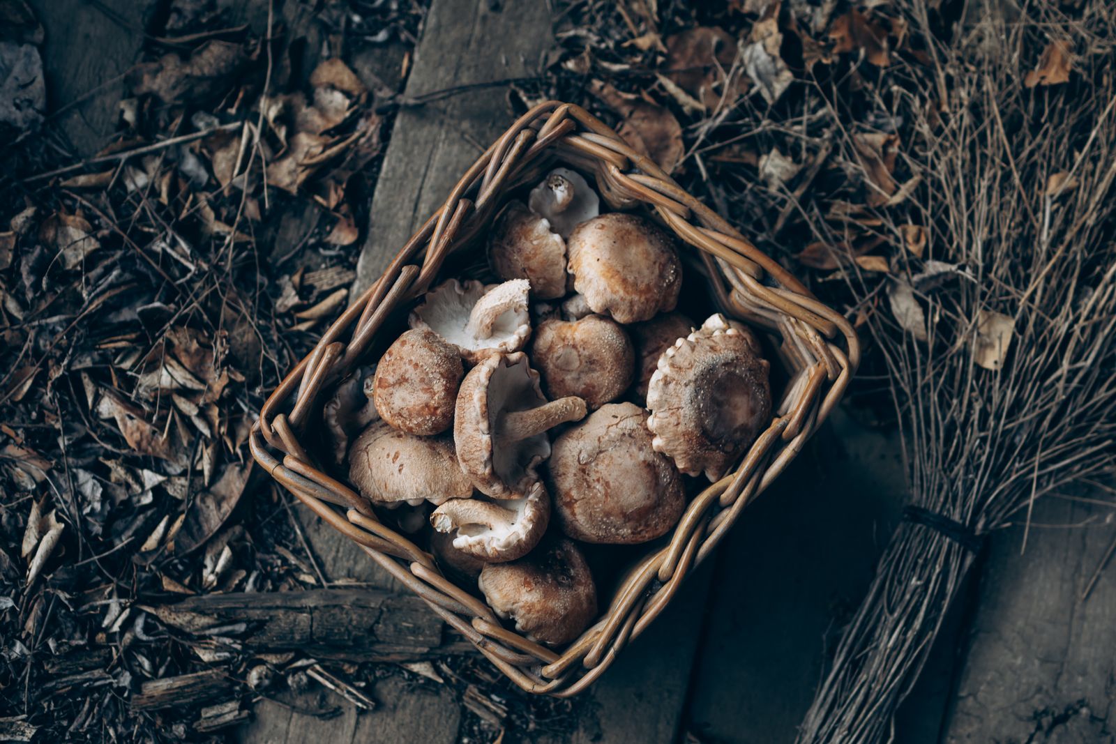 Funghi shiitake freschi raccolti in un cesto, fonte alimentare di ergotioneina