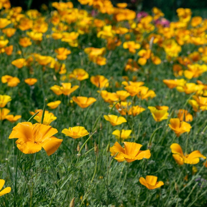 Fiori arancioni di Eschscholzia californica (escolzia) in un campo, pianta della tradizione erboristica per il relax serale