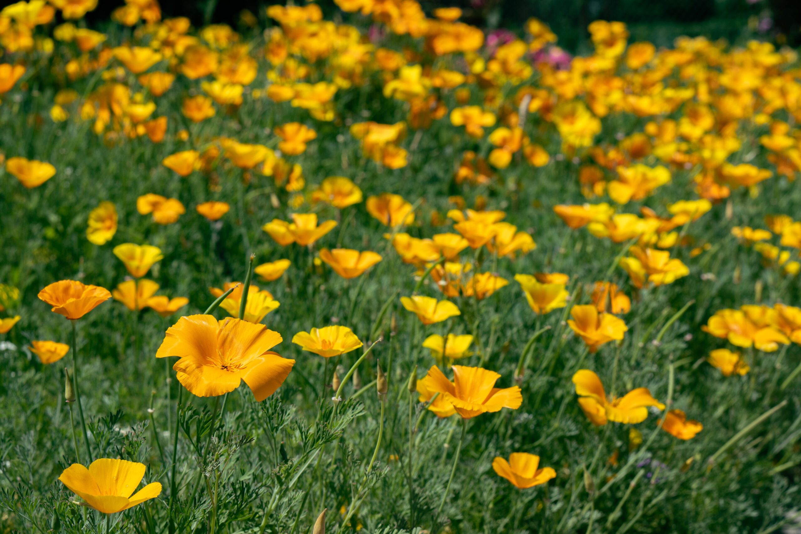 Fiori arancioni di Eschscholzia californica (escolzia) in un campo, pianta della tradizione erboristica per il relax serale