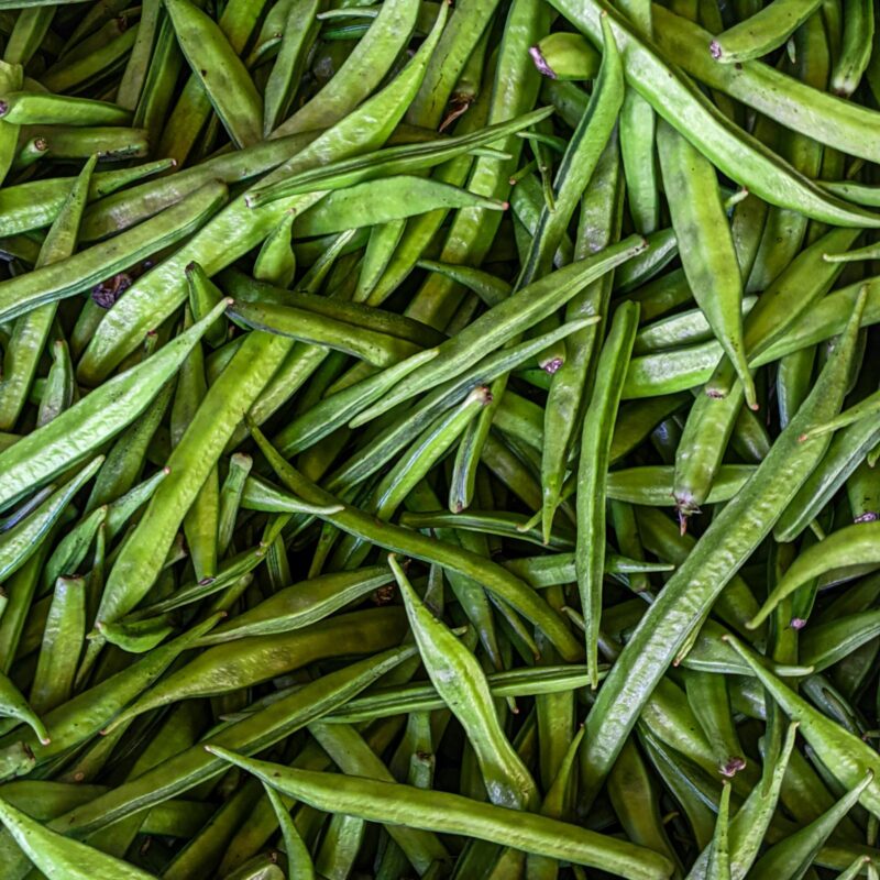 Fagioli di guar (cluster beans) freschi, materia prima della gomma di guar e della fibra PHGG