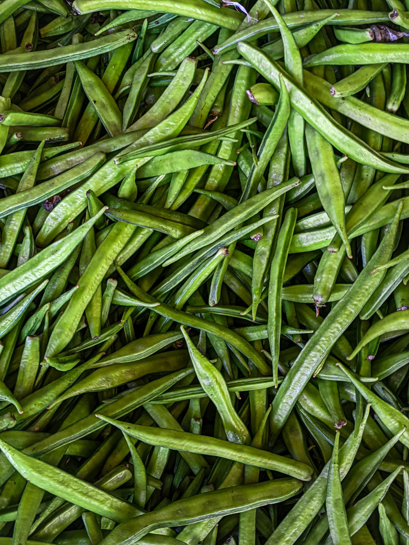 Fagioli di guar (cluster beans) freschi, materia prima della gomma di guar e della fibra PHGG