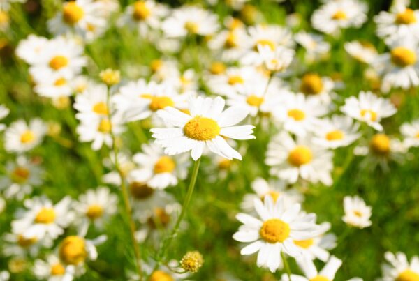 Fiori di camomilla in fioritura, una delle principali fonti vegetali di apigenina