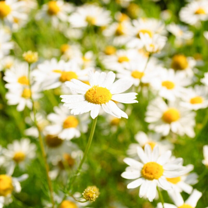 Fiori di camomilla in fioritura, una delle principali fonti vegetali di apigenina