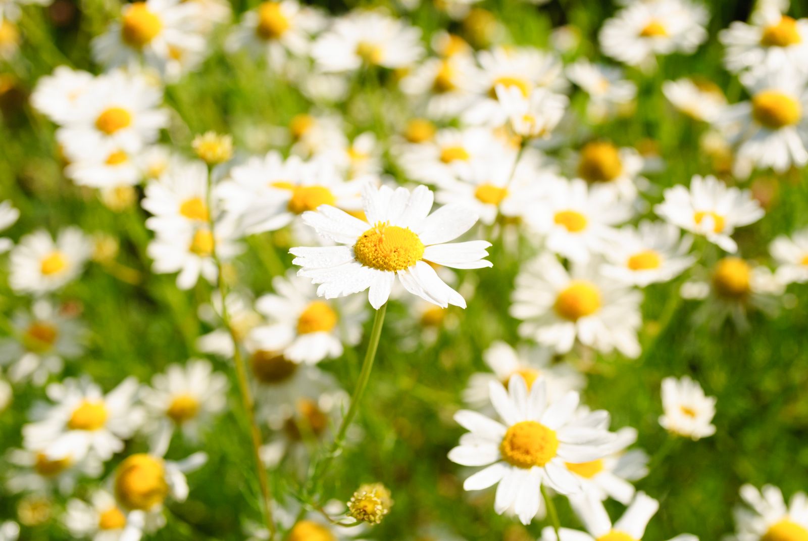 Fiori di camomilla in fioritura, una delle principali fonti vegetali di apigenina