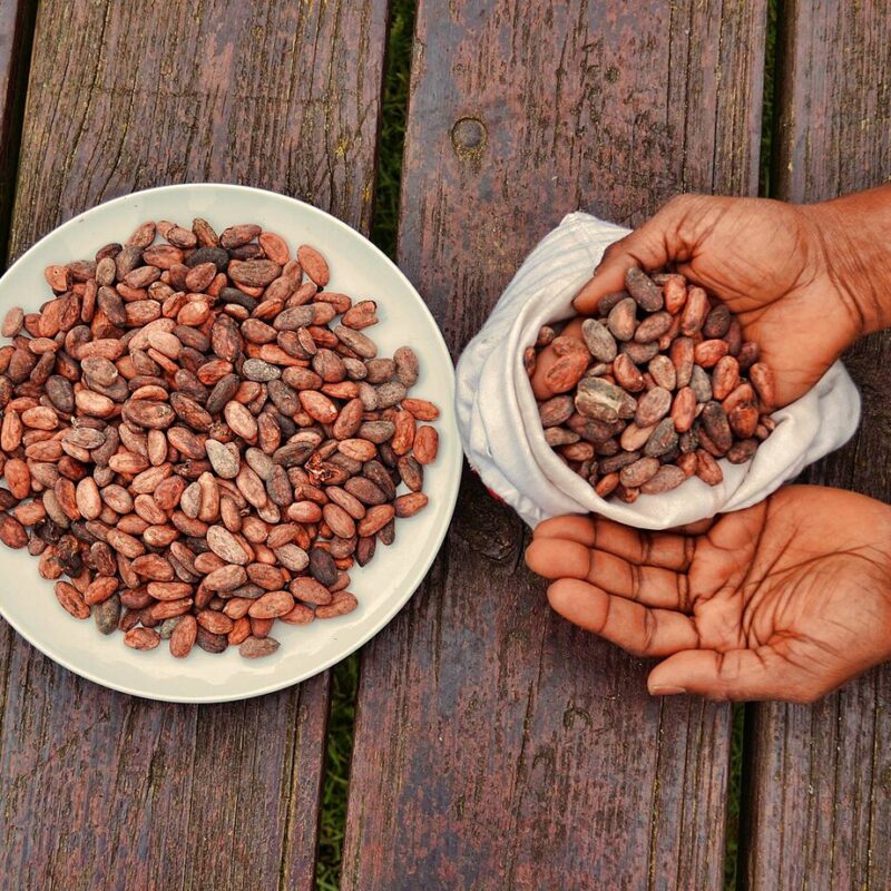 Fave di cacao in un piatto e nelle mani di un produttore, fotografia illustrativa