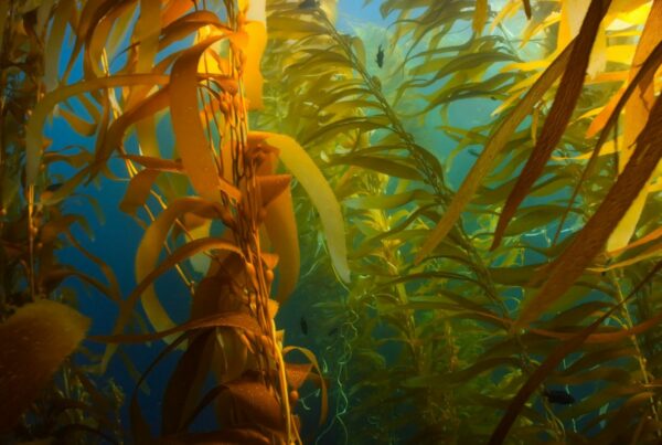 Foresta di alghe brune sott'acqua, fonte naturale di fucoxantina