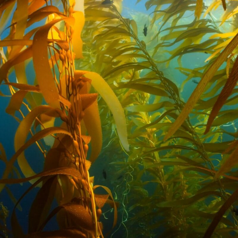 Foresta di alghe brune sott'acqua, fonte naturale di fucoxantina