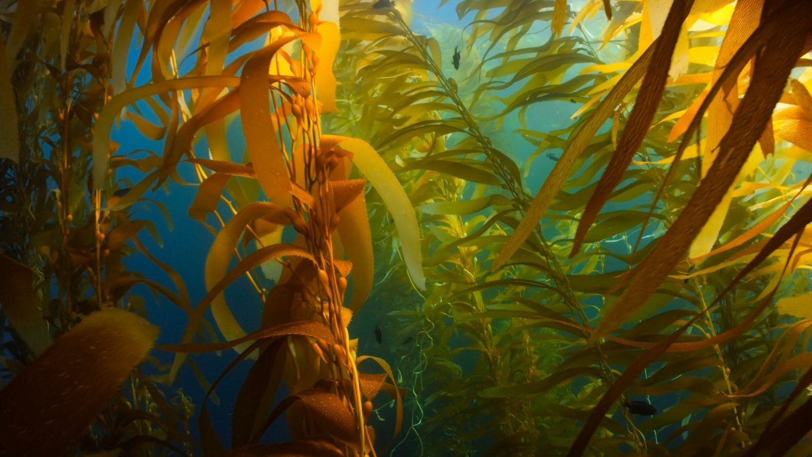 Foresta di alghe brune sott'acqua, fonte naturale di fucoxantina