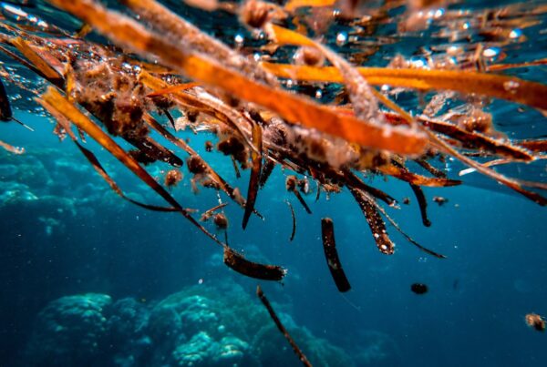 Alga bruna vista da vicino, fonte naturale di fucoidano