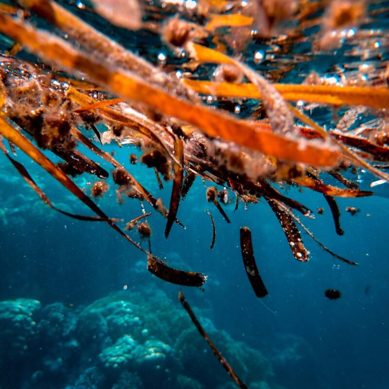 Alga bruna vista da vicino, fonte naturale di fucoidano