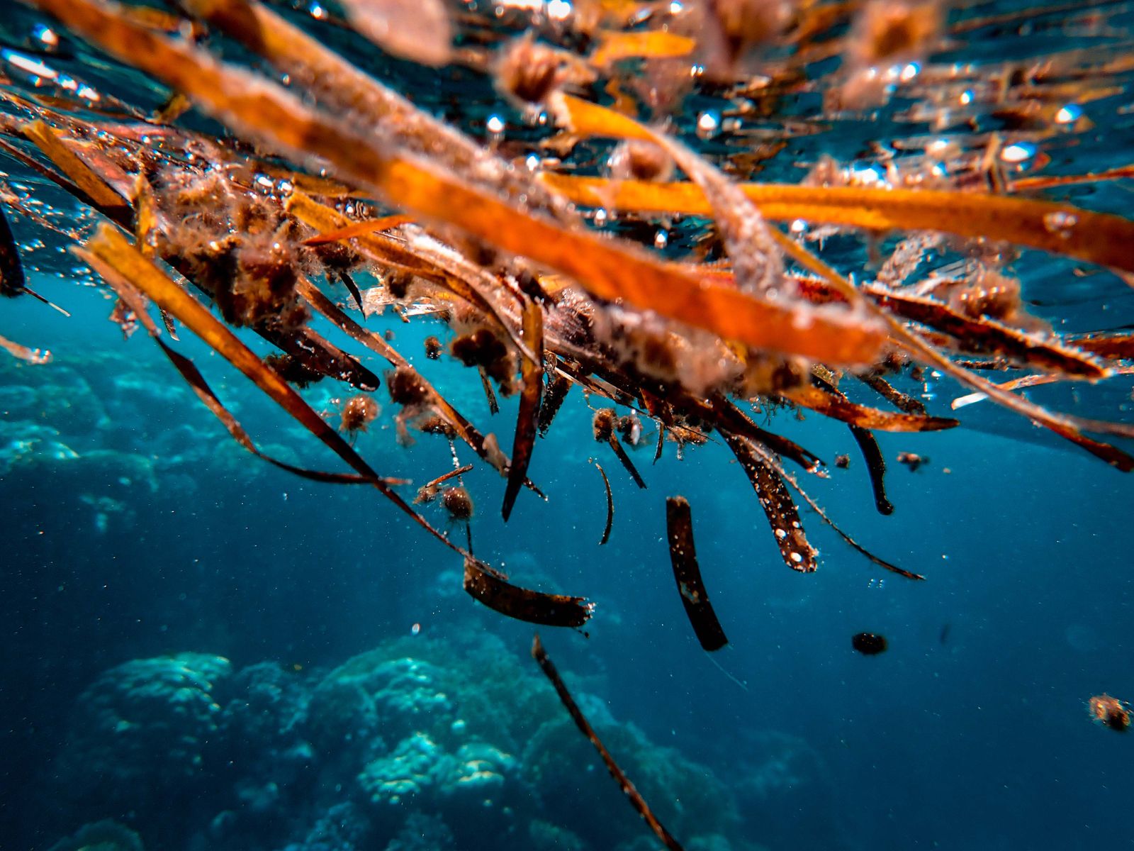 Alga bruna vista da vicino, fonte naturale di fucoidano