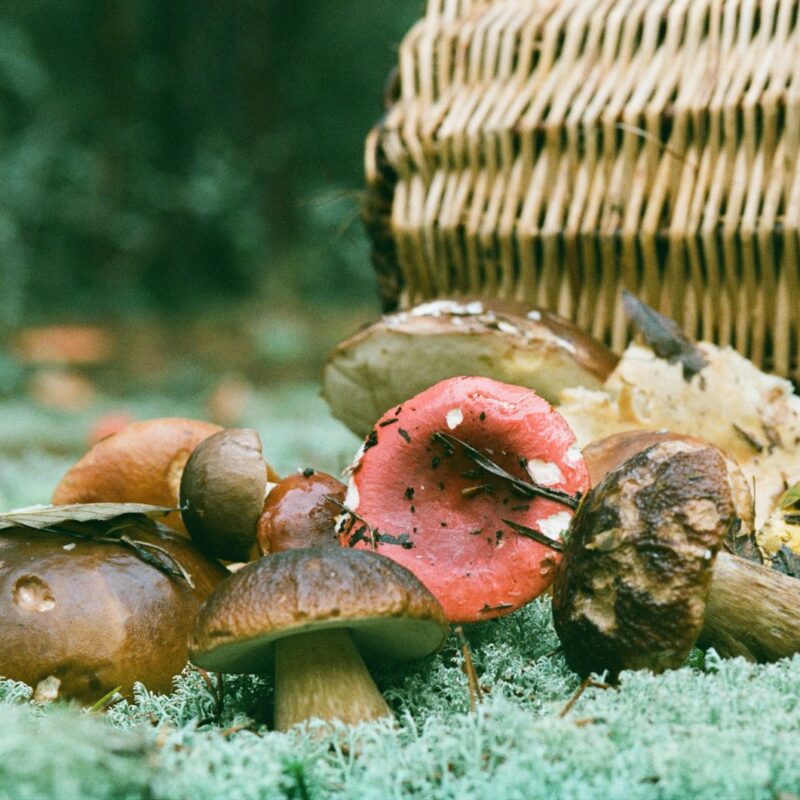 Funghi freschi, uno degli alimenti naturalmente più ricchi di spermidina