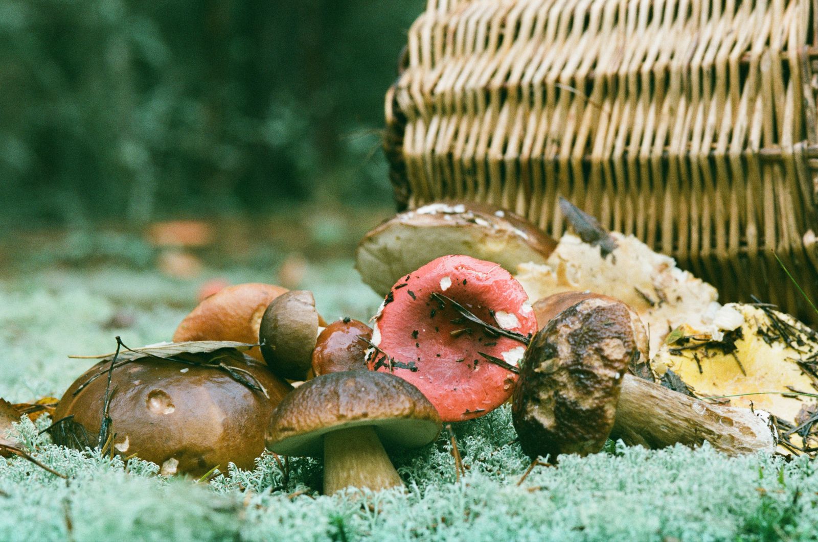 Funghi freschi, uno degli alimenti naturalmente più ricchi di spermidina