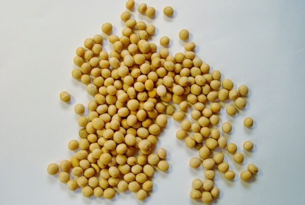 Semi di soia gialli: la fonte alimentare principale di genisteina e degli altri isoflavoni
