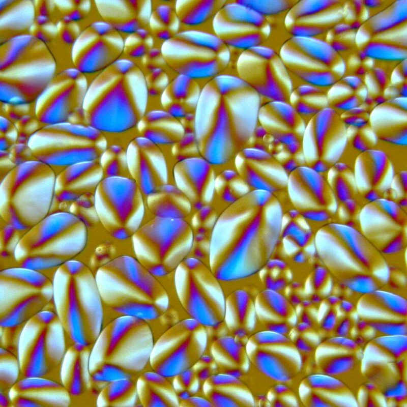 Granuli di amido osservati al microscopio con luce polarizzata, fotografia illustrativa della struttura dell'amido