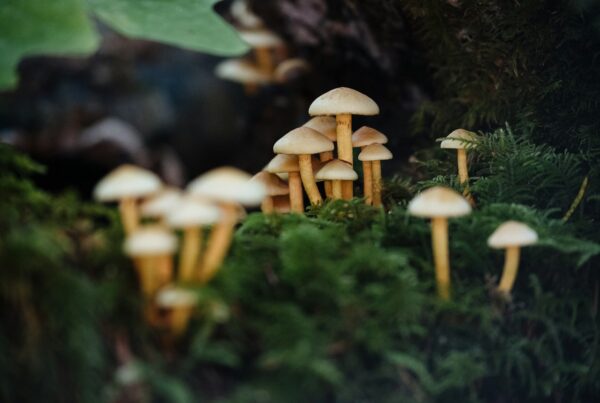 Piccolo gruppo di funghi selvatici che crescono a grappolo sul terreno del sottobosco