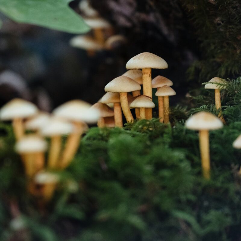 Piccolo gruppo di funghi selvatici che crescono a grappolo sul terreno del sottobosco