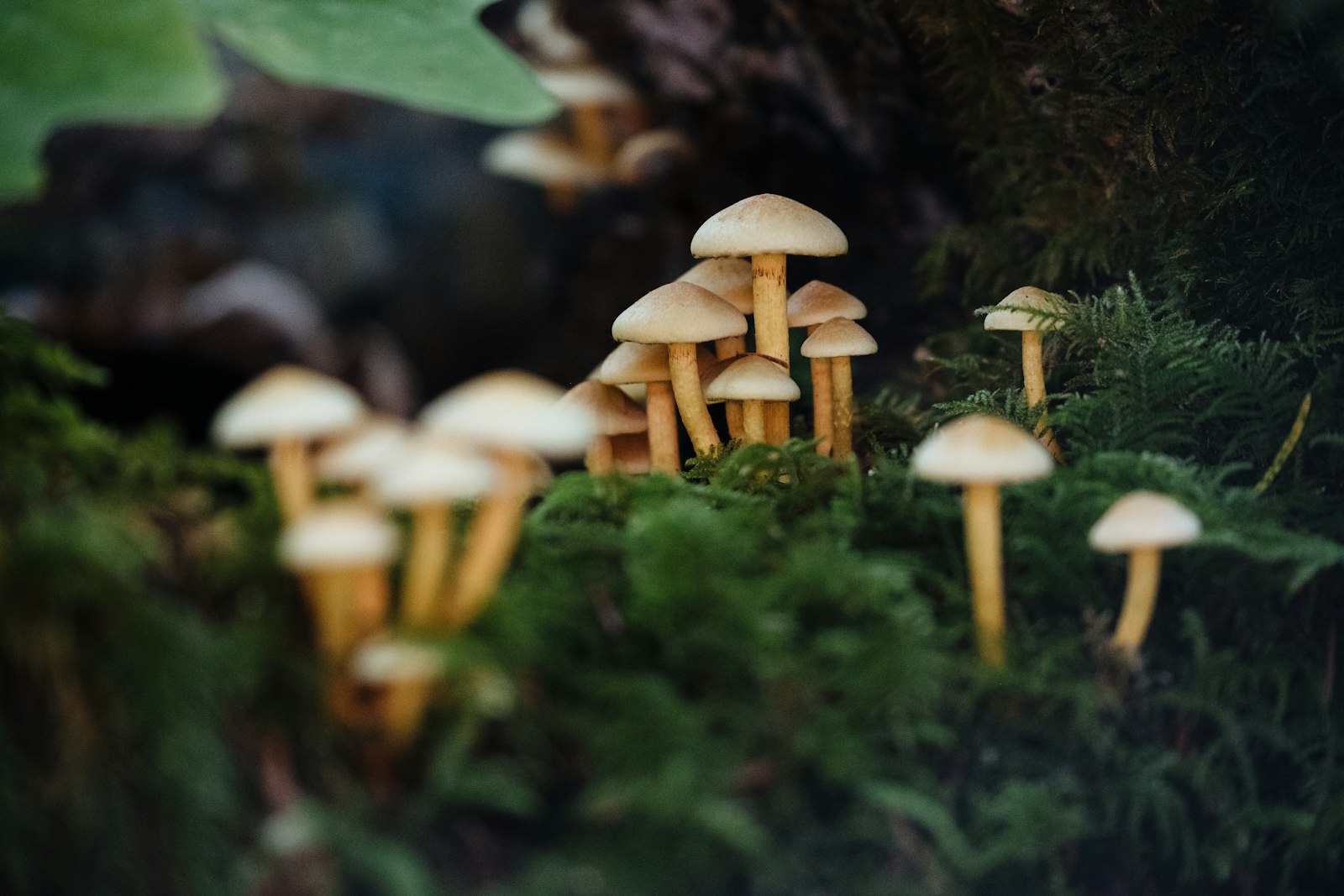 Piccolo gruppo di funghi selvatici che crescono a grappolo sul terreno del sottobosco