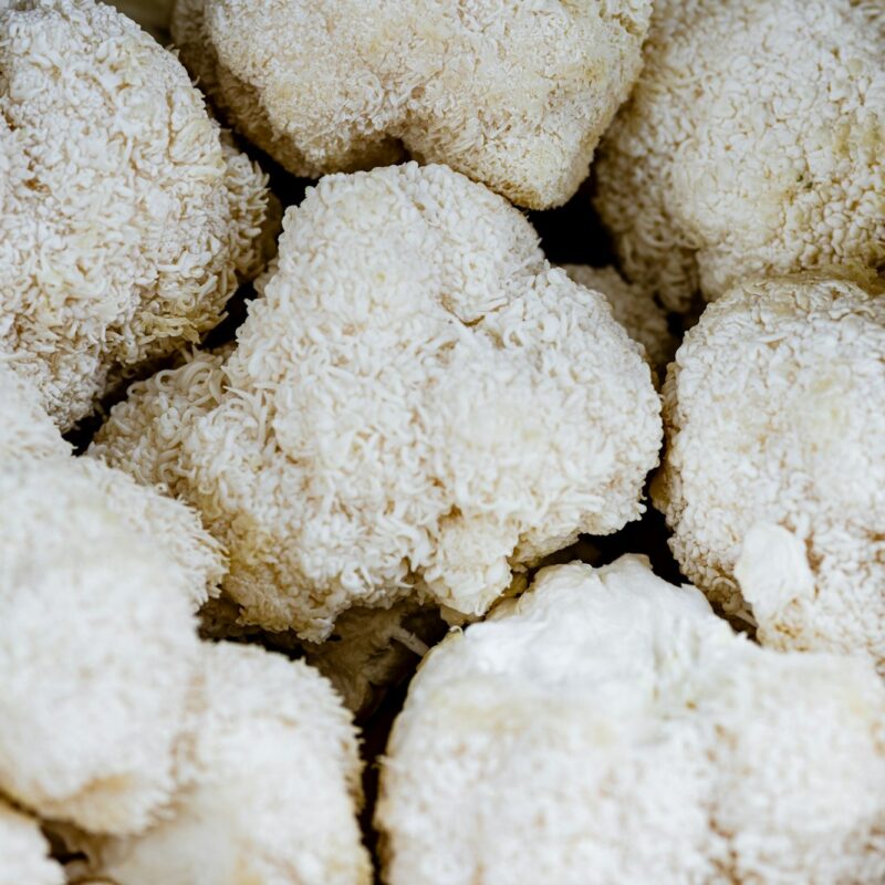 Primo piano di Hericium erinaceus, il fungo criniera di leone, con i suoi aculei bianchi caratteristici