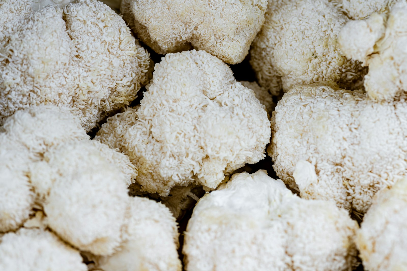Primo piano di Hericium erinaceus, il fungo criniera di leone, con i suoi aculei bianchi caratteristici