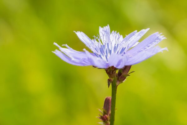 Fiore di cicoria in fiore, pianta da cui si estrae industrialmente l'inulina