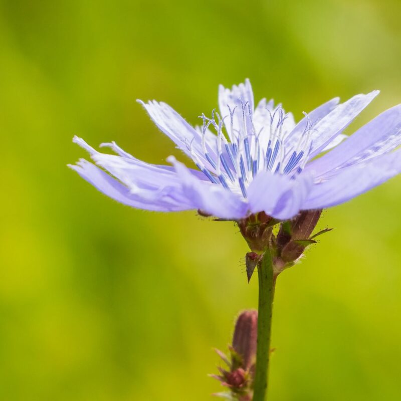 Fiore di cicoria in fiore, pianta da cui si estrae industrialmente l'inulina