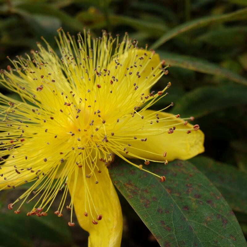 Fiore giallo di iperico, Hypericum perforatum, erba di San Giovanni, in primo piano