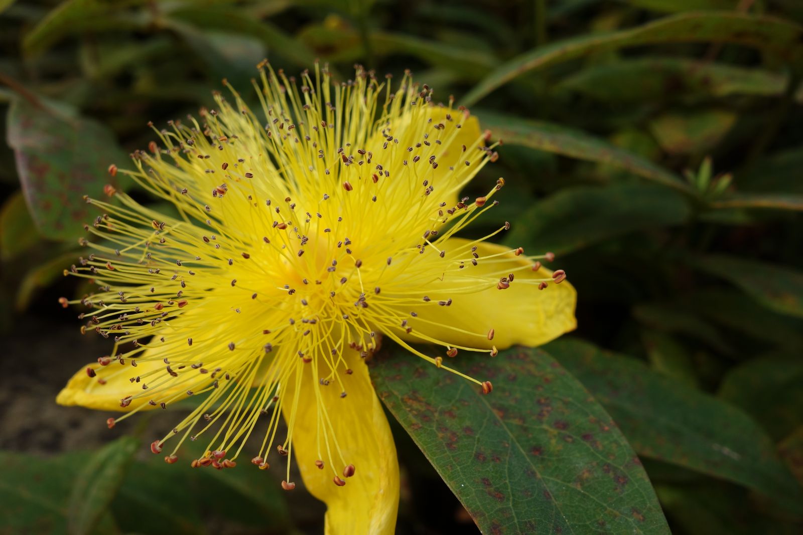 Fiore giallo di iperico, Hypericum perforatum, erba di San Giovanni, in primo piano