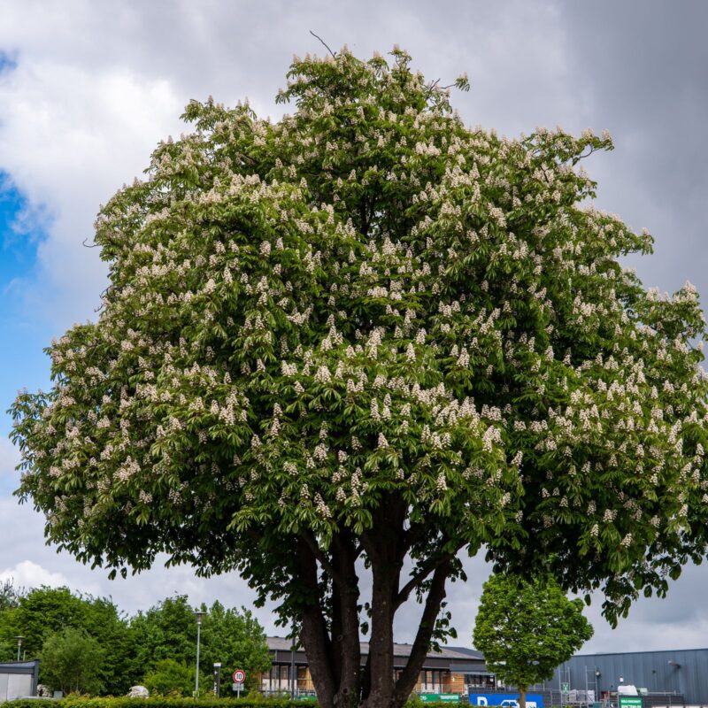 Albero di ippocastano (Aesculus hippocastanum) in piena fioritura con pannocchie bianche