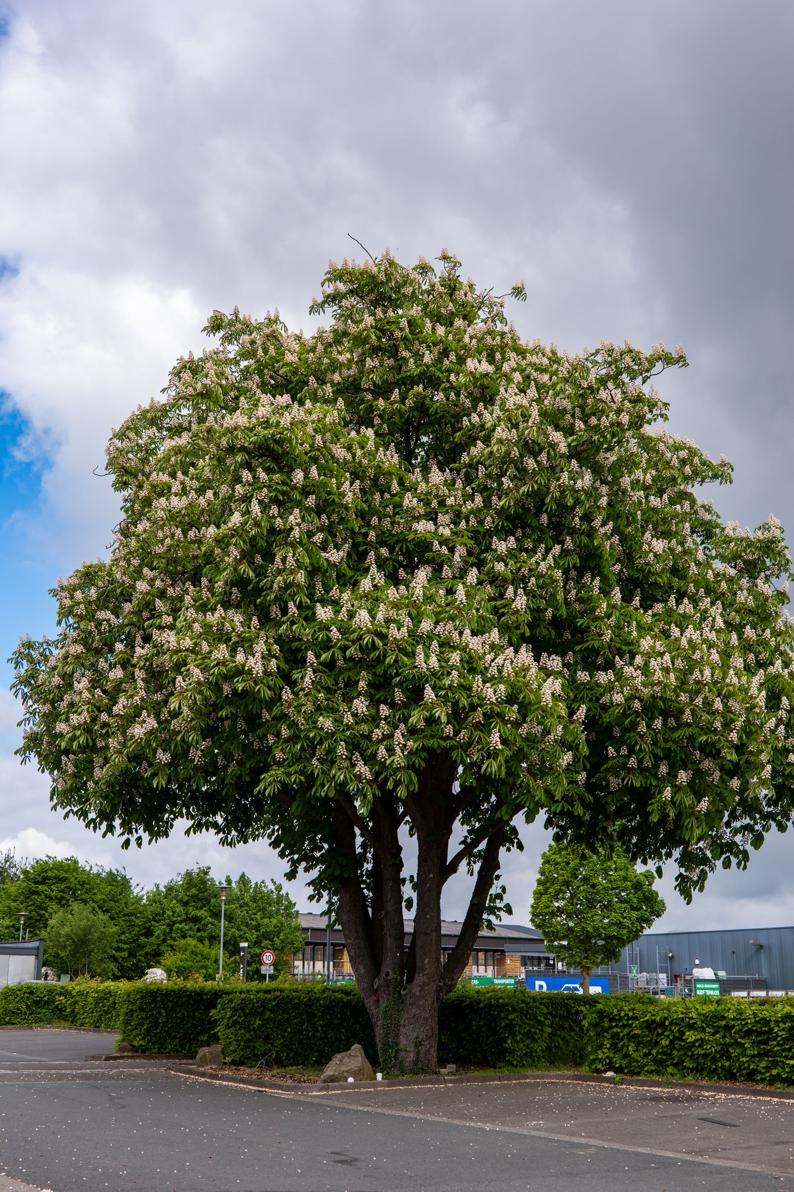 Albero di ippocastano (Aesculus hippocastanum) in piena fioritura con pannocchie bianche