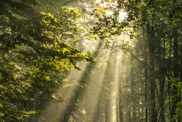 Luce del sole che filtra tra gli alberi di una foresta, simbolo della sintesi cutanea di vitamina D3 grazie ai raggi UVB
