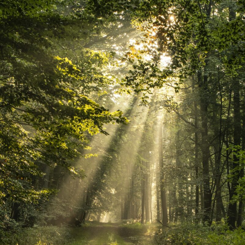 Luce del sole che filtra tra gli alberi di una foresta, simbolo della sintesi cutanea di vitamina D3 grazie ai raggi UVB