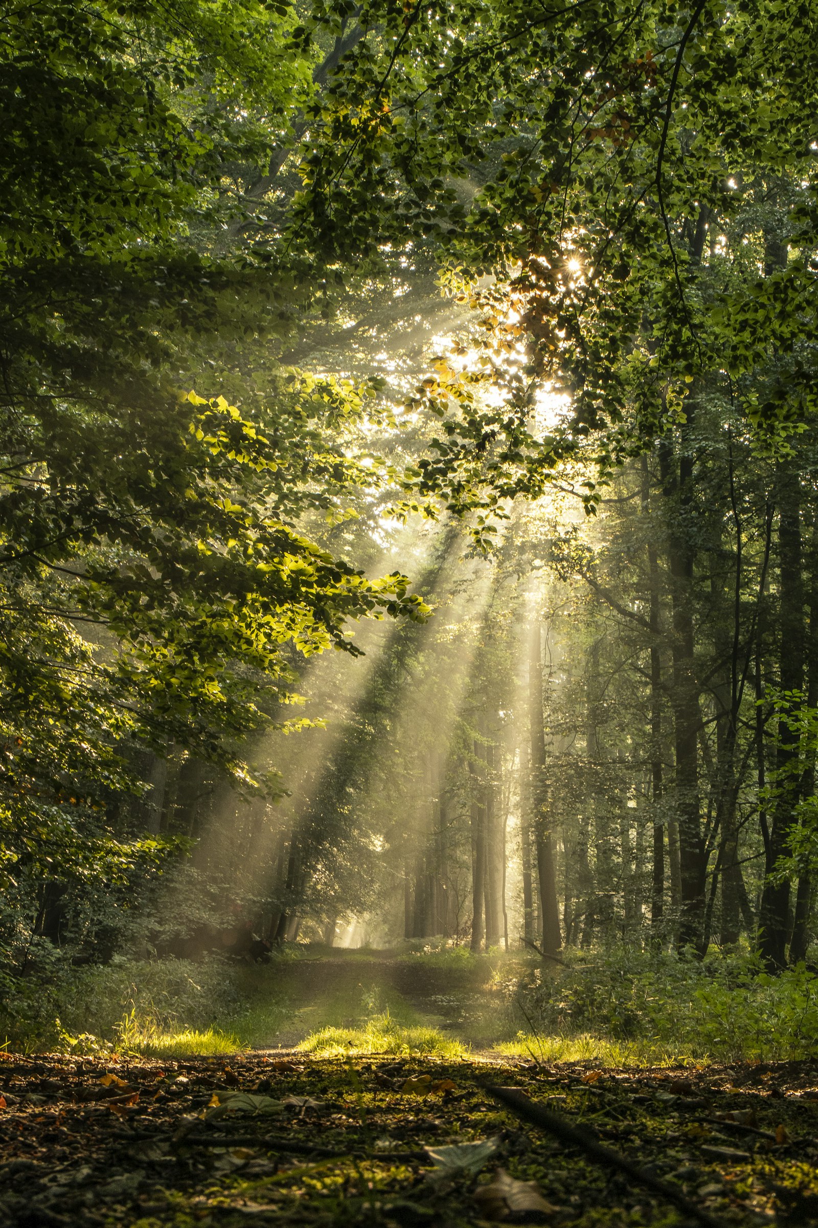 Luce del sole che filtra tra gli alberi di una foresta, simbolo della sintesi cutanea di vitamina D3 grazie ai raggi UVB