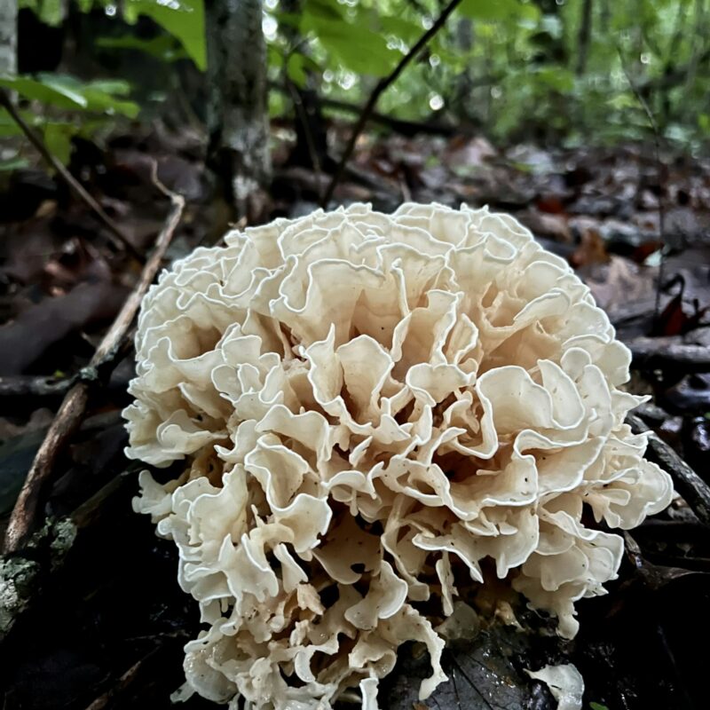 Ciuffo di funghi Maitake (Grifola frondosa) alla base di un tronco nel bosco