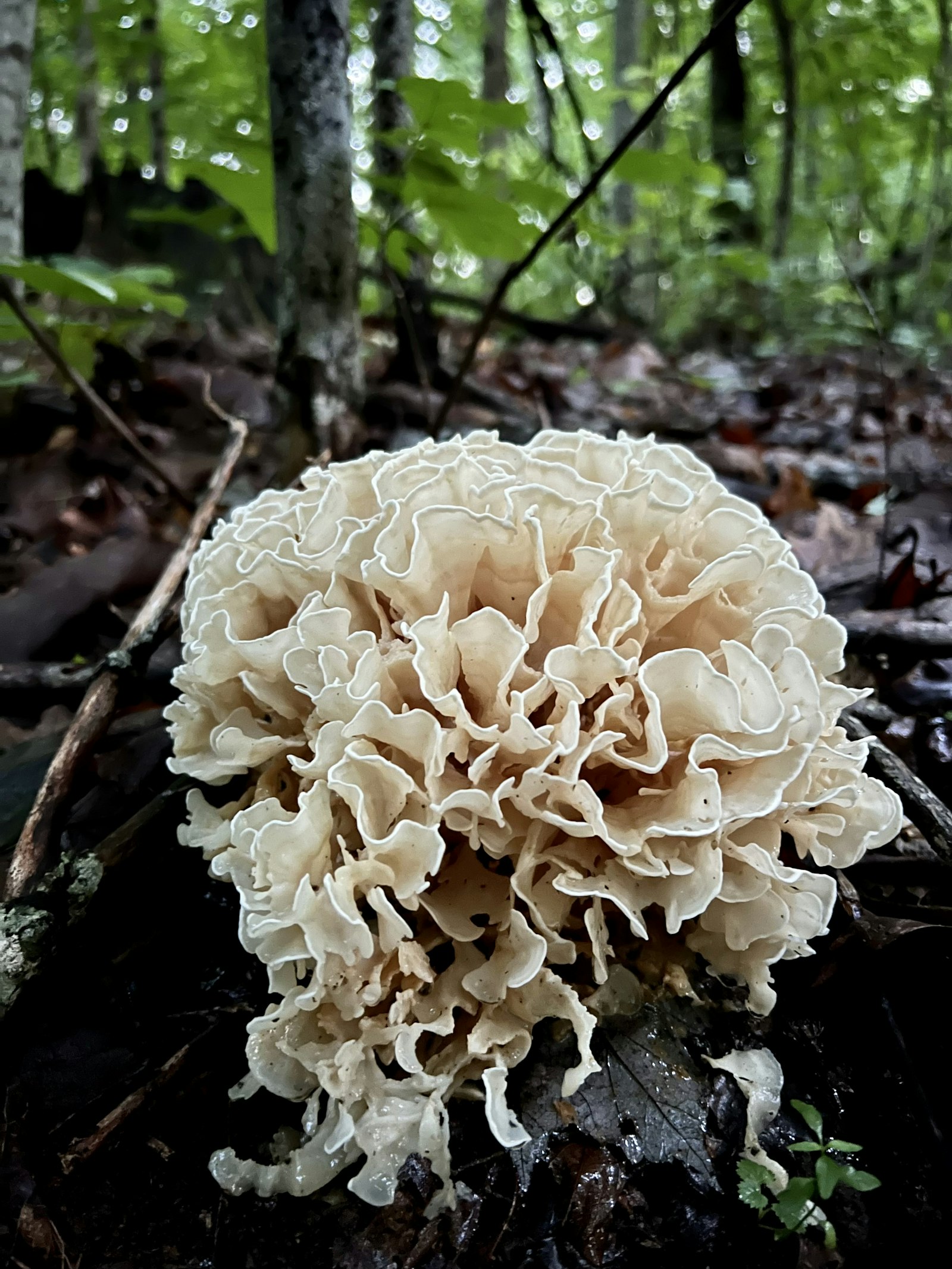 Ciuffo di funghi Maitake (Grifola frondosa) alla base di un tronco nel bosco