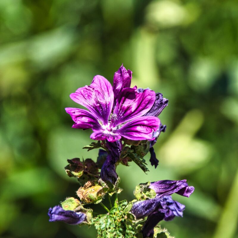 Fiori viola di malva selvatica (Malva sylvestris) in fioritura