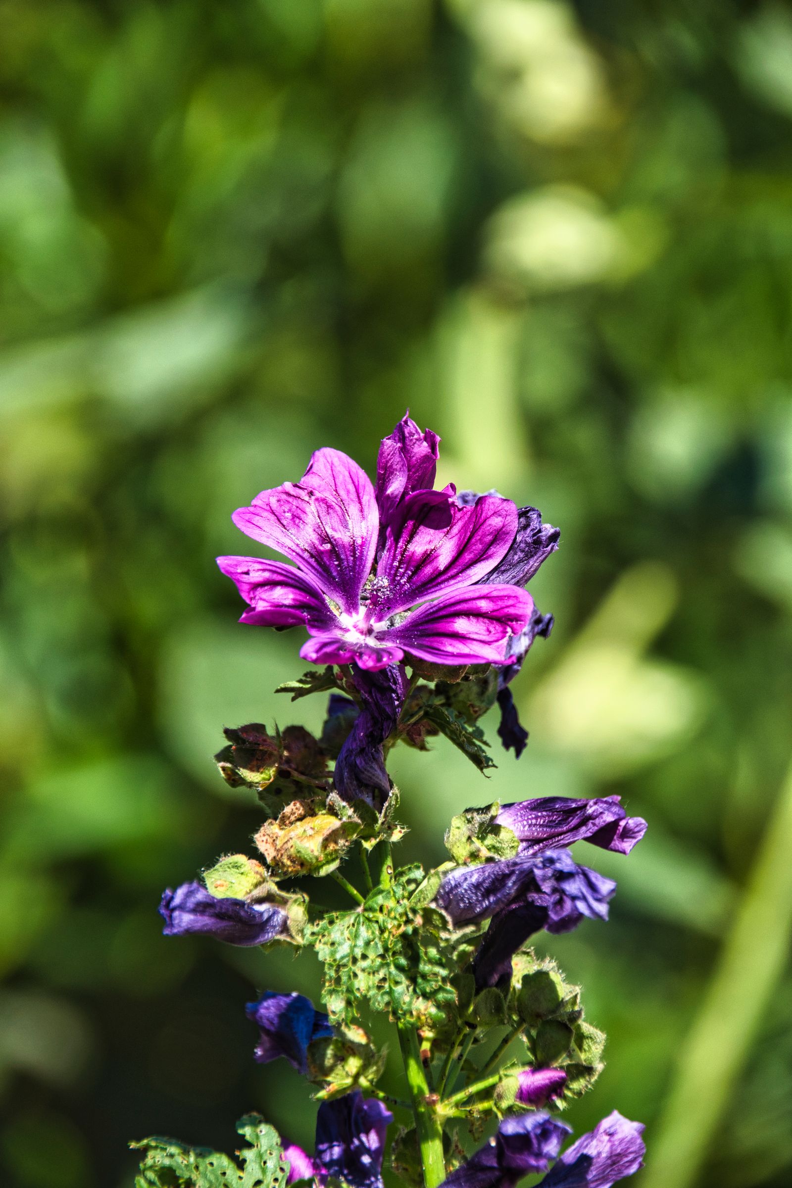 Fiori viola di malva selvatica (Malva sylvestris) in fioritura