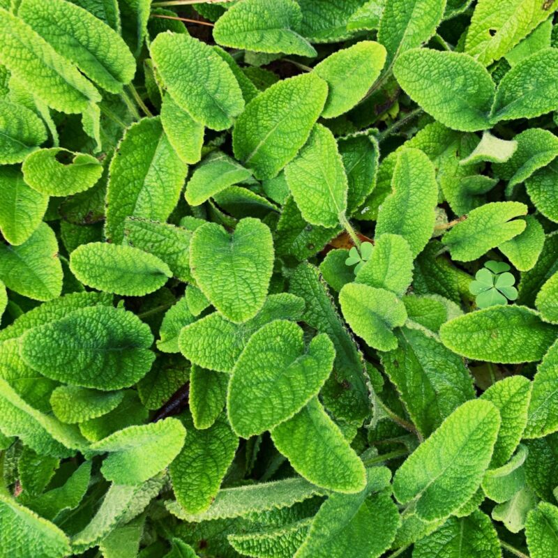 Foglie fresche di Melissa officinalis (melissa limone) raccolte in giardino