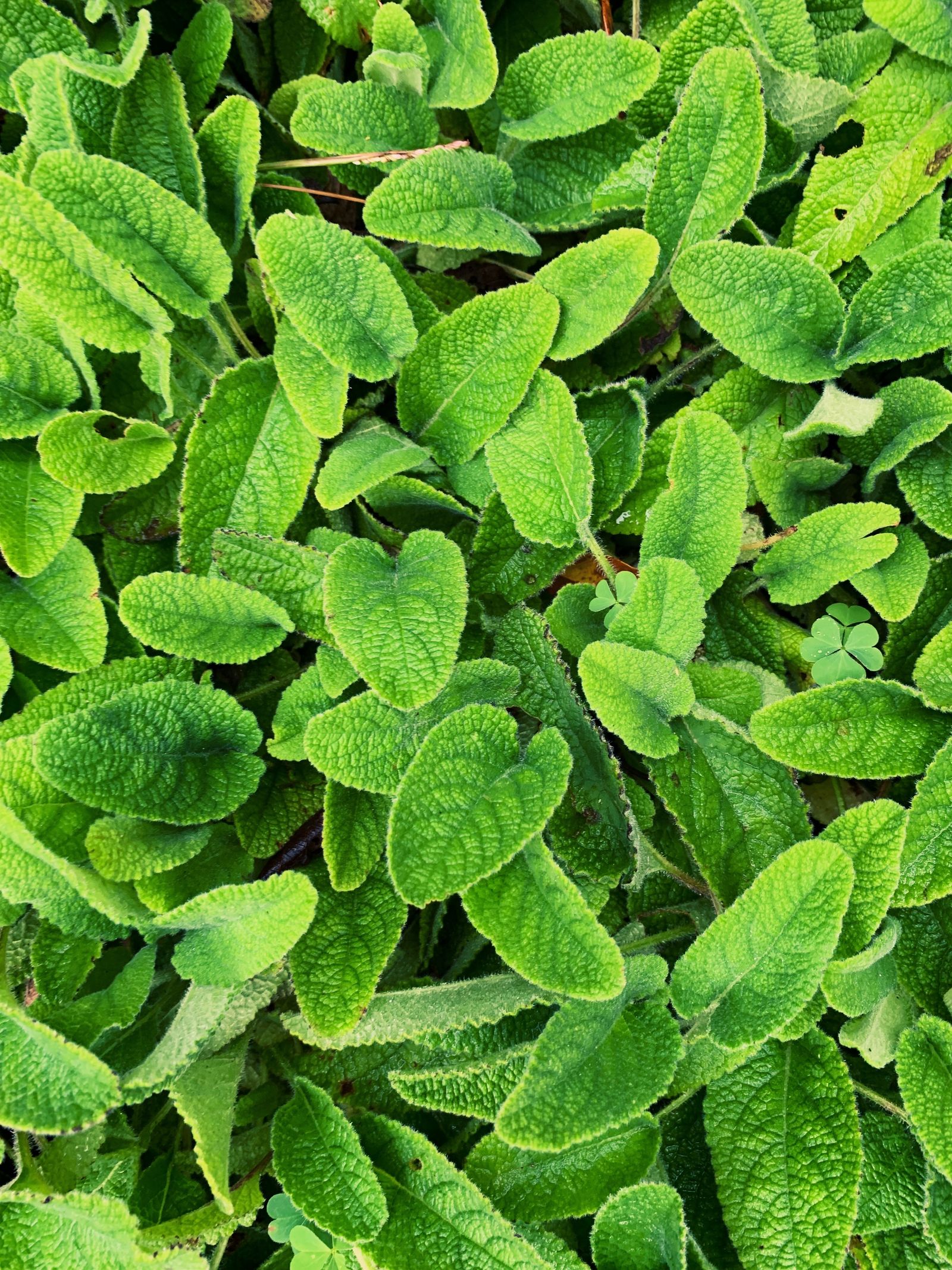 Foglie fresche di Melissa officinalis (melissa limone) raccolte in giardino