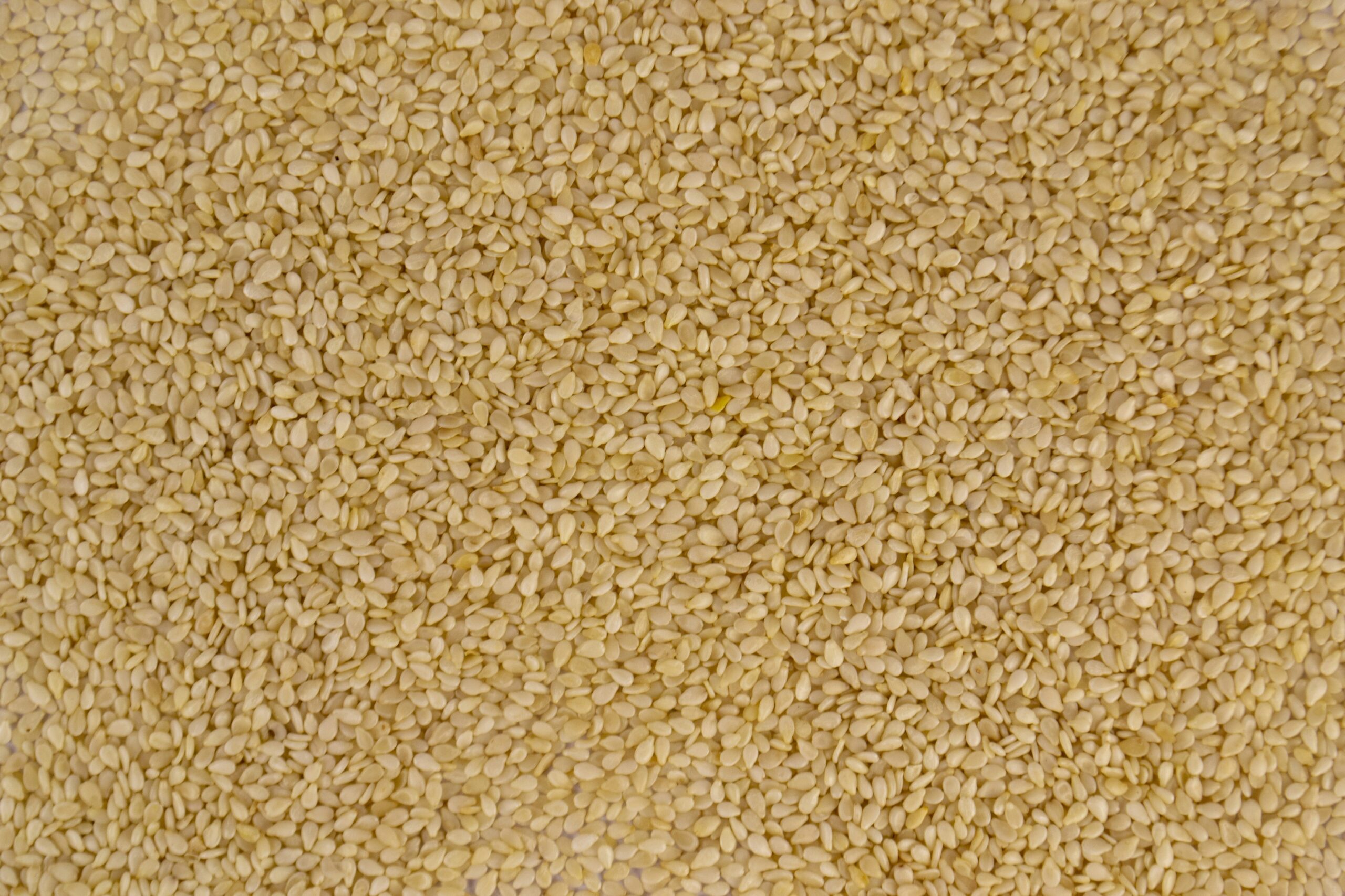Semi di sesamo, fonte alimentare di metionina e amminoacidi solforati