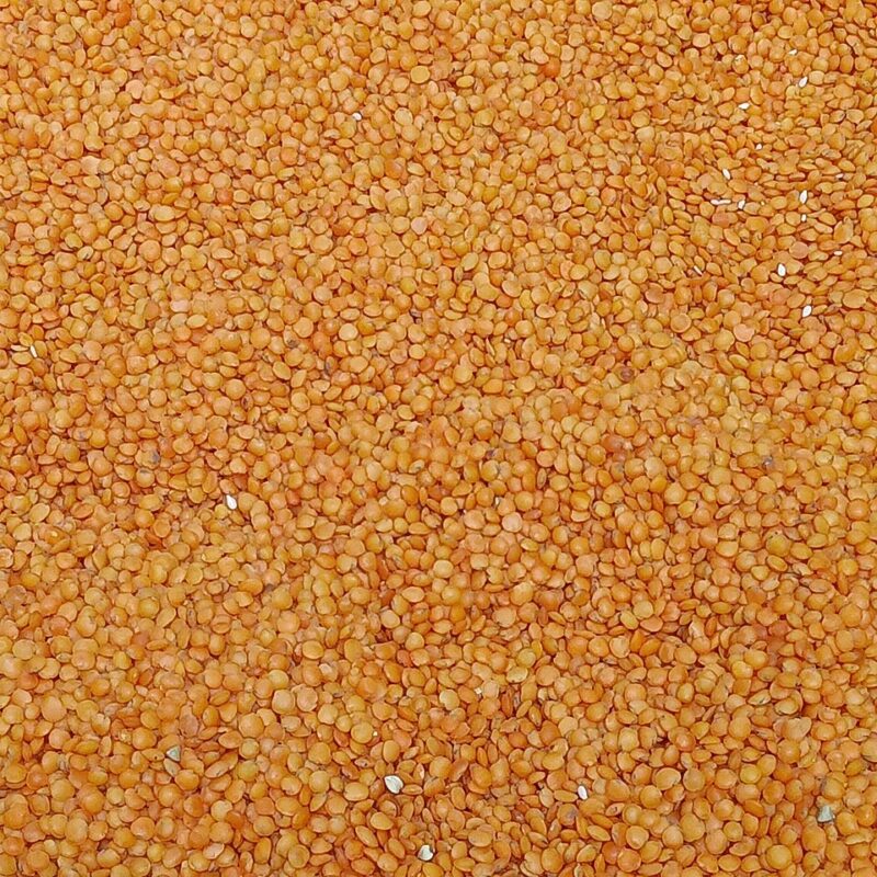 Lenticchie rosse secche, alimento vegetale utile per illustrare le fonti alimentari di molibdeno