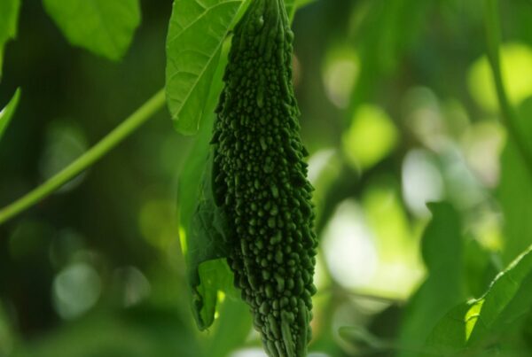 Melone amaro (Momordica charantia) appeso alla vite, fonte vegetale delle momordicine