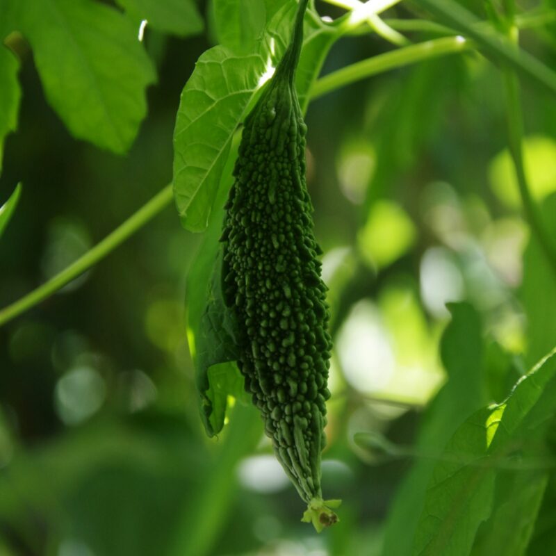 Melone amaro (Momordica charantia) appeso alla vite, fonte vegetale delle momordicine
