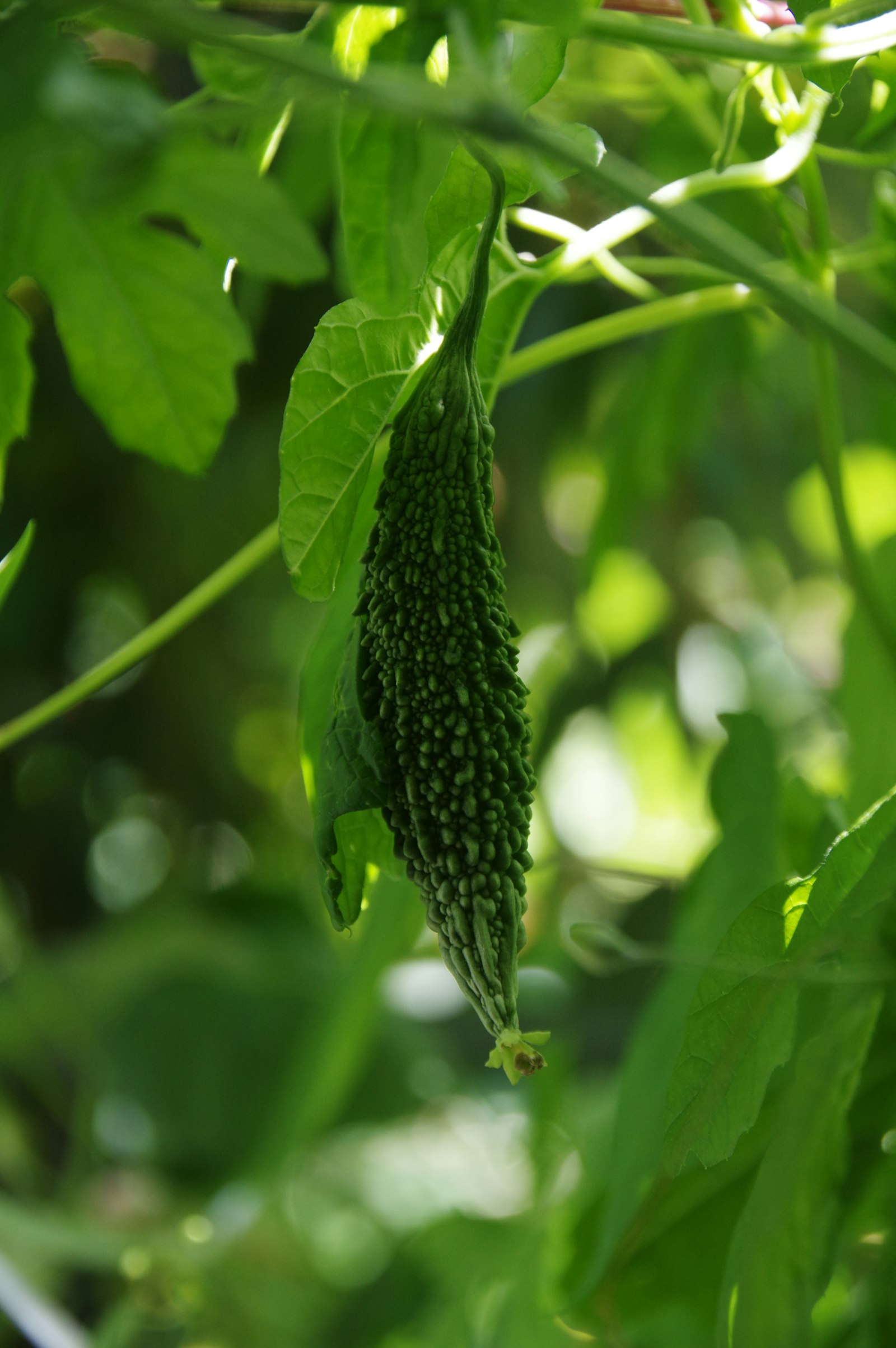 Melone amaro (Momordica charantia) appeso alla vite, fonte vegetale delle momordicine