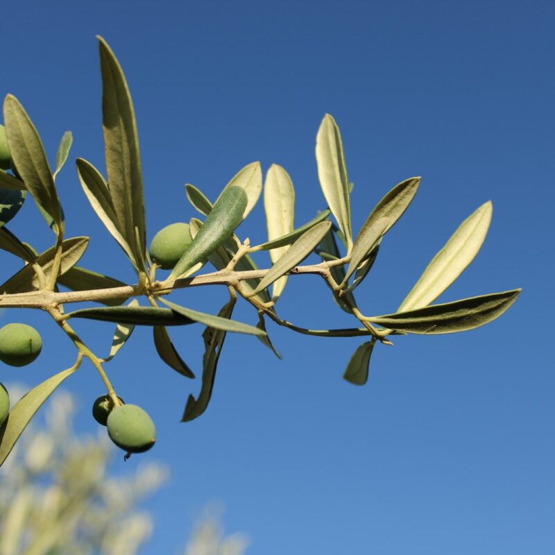 Olive verdi ancora acerbe su un ramo: la fase in cui il contenuto di oleuropeina nel frutto è più alto