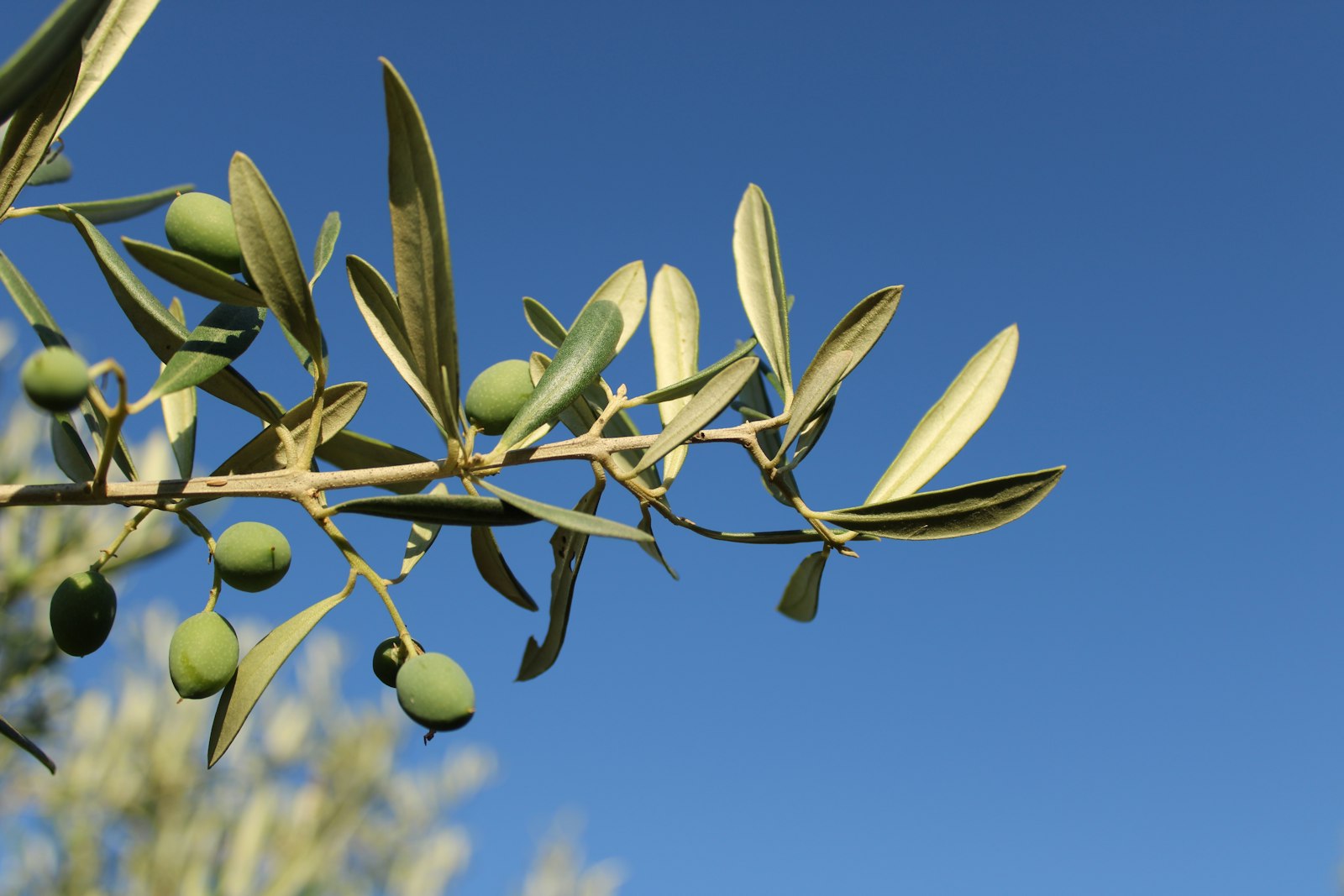 Olive verdi ancora acerbe su un ramo: la fase in cui il contenuto di oleuropeina nel frutto è più alto