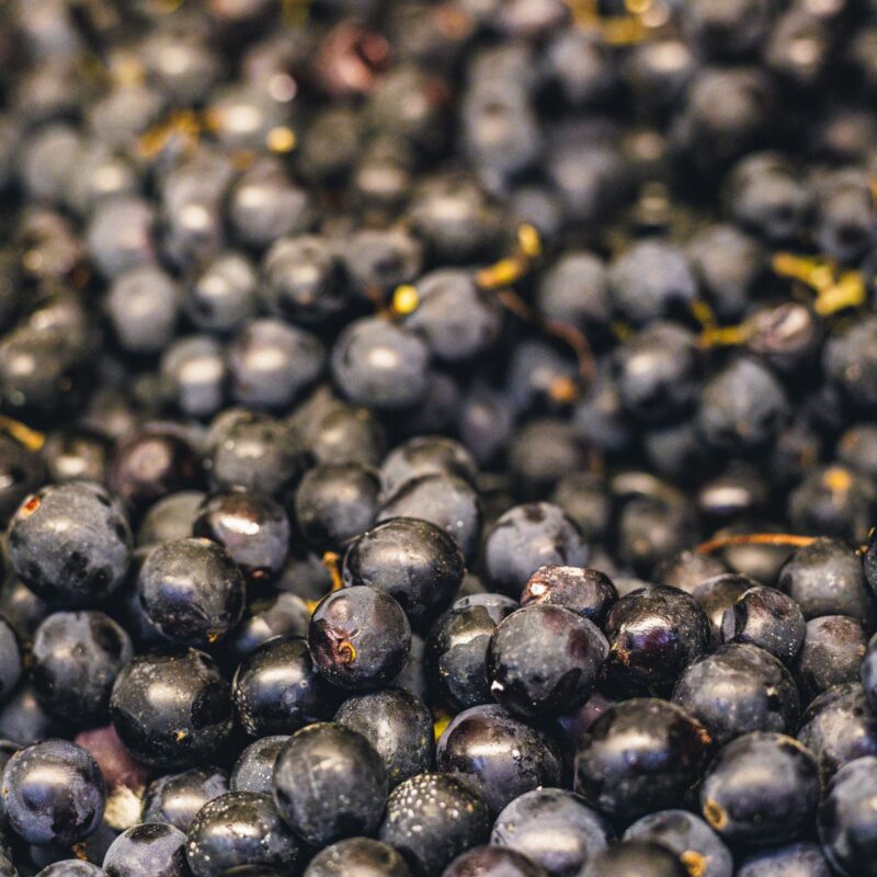 Grappolo di uva rossa scura con acini succosi, fonte di semi ricchi di proantocianidine (OPC)